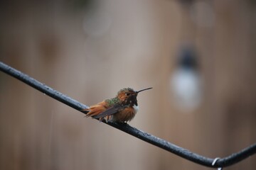 hummingbird in rain
