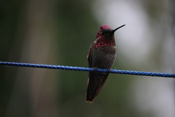hummingbird on a branch