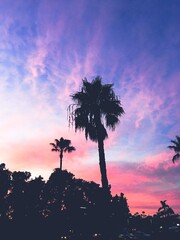 palm trees at sunset