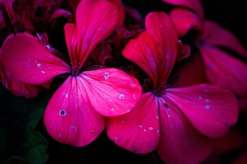 pink flower in the garden