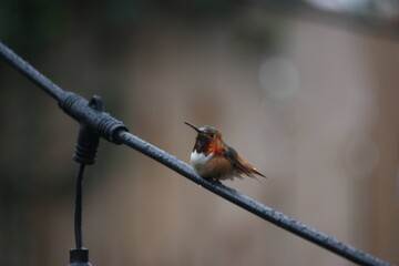 Hummingbird in the rain