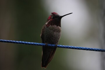 hummingbird on a branch