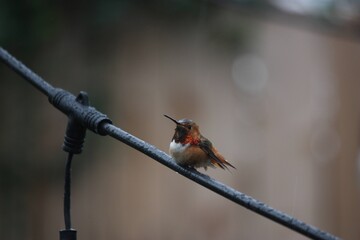 hummingbird on a branch