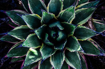close up of succulent plant