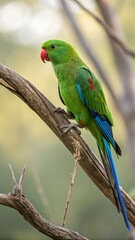 Green parrot with red beak and blue tail feathers image