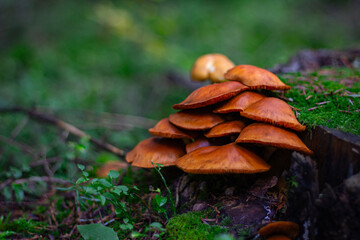 Champignon, Haute-Loire, France