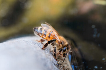 A honey bee getting a drink on a stone