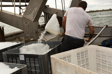 Hombre echando hielo en barco pesquero.