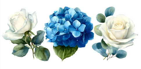 Watercolor white roses and blue hydrangea flowers on white. Floral elements for wedding invitations, posters, stationery.