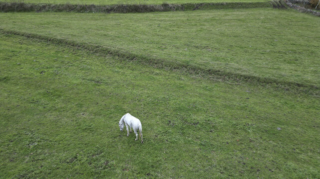 Aerial view of a solitary white horse grazes peacefully in a field of vibrant green, Posof, Ardahan, T&Atilde;&frac14;rkiye.