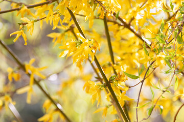 Bright yellow flowers blooming on branches in a vibrant spring garden with soft sunlight filtering through