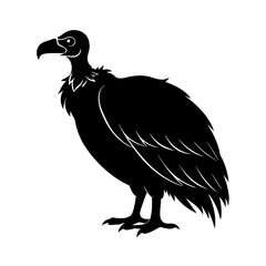 vulture isolated on white background