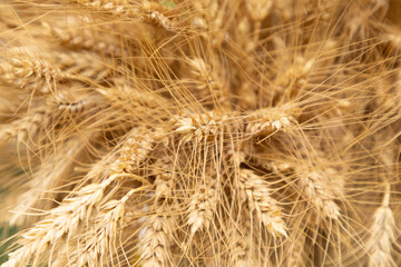 Close-up of golden wheat stalks showcasing intricate details and natural textures in a field