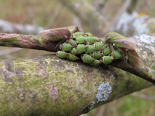 Plaga de Insectos en planta de Aguacate.