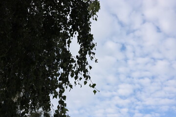 tree and sky