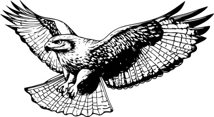 engraving of hawk soaring with open wings