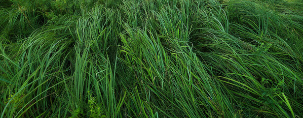 green grass background