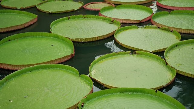 Victoria amazonica giant circular leaves on tranquil water surface, forming intricate botanical landscape pattern, Thailand. Victoria Water Lily