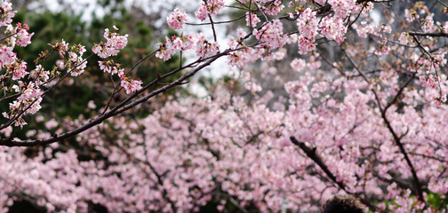 Cherry blossoms known as Sakura at the end of winter or beginning of spring. 