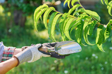 Woman showing mineral fertilizer to fertilize green peach tree in summer garden