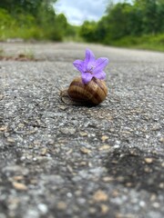 Snail with a purple flower on its shell crawling on asphalt road
