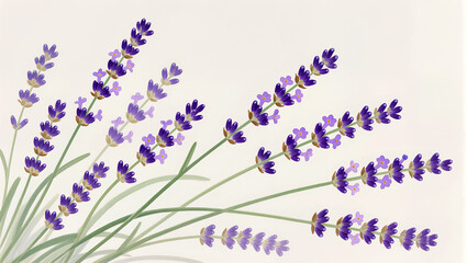 Fototapeta premium Lavender blossoms sway gently in a tranquil arrangement