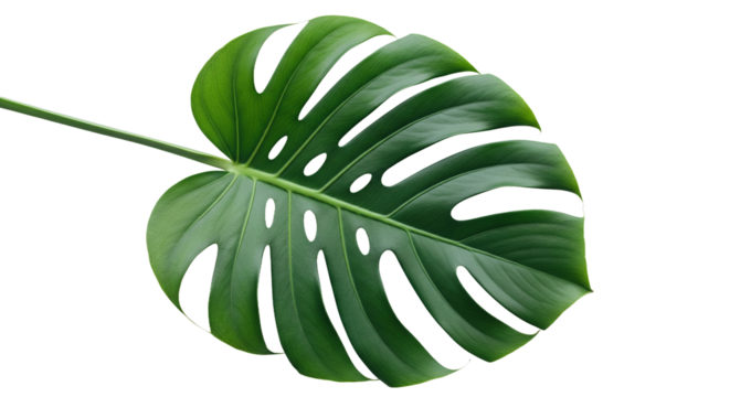 Monstera-Blatt – einzeln, transparenter Hintergrund, png
