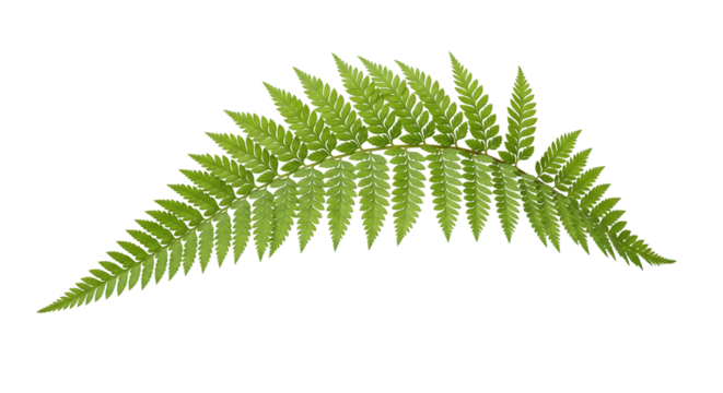 Farnzweig – natürlich & filigran, transparenter Hintergrund, png