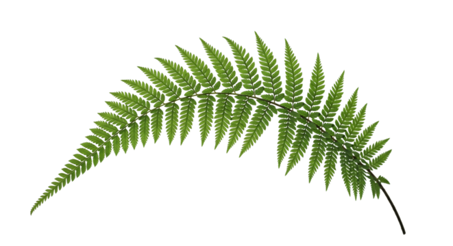 Farnzweig – natürlich & filigran, transparenter Hintergrund, png