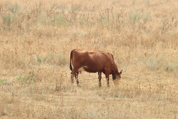 a red cow grazes in the steppe on a hot summer day