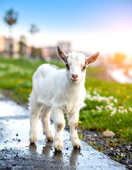 Obraz premium A charming young goat posing joyfully along a park path.