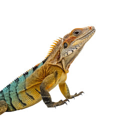 Naklejka premium A colorful lizard with a spiky crest and vibrant scales. The lizard displays shades of orange, yellow, and blue, set against a black background.