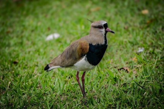Bird of Gapoilar in a green field