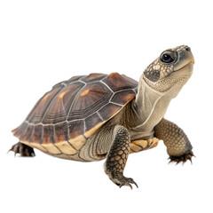 Obraz premium Close-up of a small turtle with a dark brown shell and textured skin on a black background.