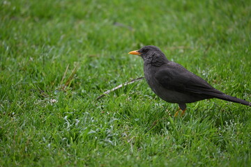 Pájaro Andino Ecuatoriano. Mirlo