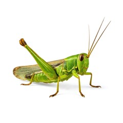 Green grasshopper isolated on white background. Insect portrait, studio shot, closeup. Vibrant green body, long antennae, detailed legs. Animal, nature, wildlife, solitary creature, leaping posture.