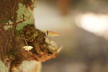 Fresh cocoa pods in nature found in Livingston, Izabal, Guatemala