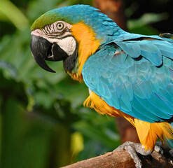 Blue and Gold Macaw Perched on Branch