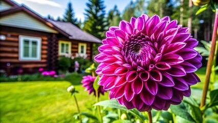 pink flowers in the garden