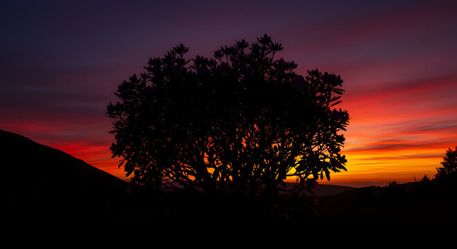 Silhouetted Silhouette of black Rhododendron against a dramatic sunset sky Mysterious