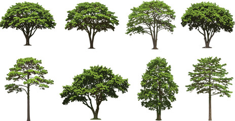 Tall and leafy trees set, forest nature PNG, green tree collection, isolated natural foliage, outdoor landscape clipart bundle
