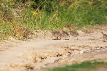 An adult Grey Francolin runs along the ground with her chicks, heading for the tall grass, perpendicular to the camera lens on a sunny summer evening.