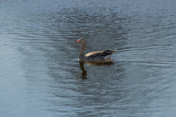 goose on the water