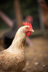 kura hodowlana w gospodarstwie wiejskim  © Ignacy