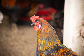 kura hodowlana w gospodarstwie wiejskim  © Ignacy