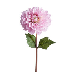 Single pink dahlia flower with green leaves isolated on transparent background