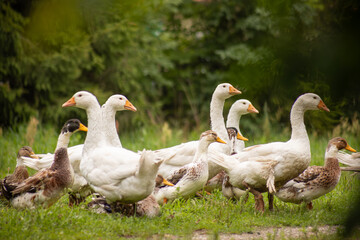 Stado gęsi na wiejskim podwórku – hodowla drobiu na farmie © Ignacy