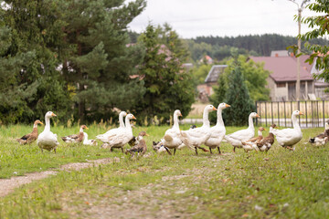 Stado gęsi na wiejskim podwórku – hodowla drobiu na farmie © Ignacy
