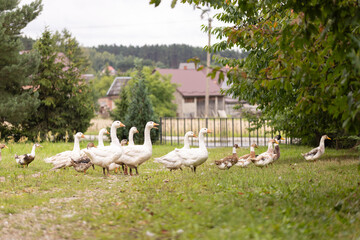 Stado gęsi na wiejskim podwórku – hodowla drobiu na farmie © Ignacy