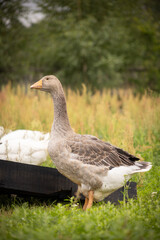 gęsi na wiejskim podwórku – hodowla drobiu na farmie © Ignacy